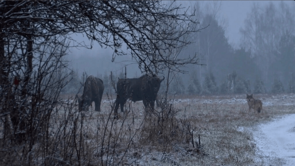 _Bild från filmen 'Landscape of Fear'